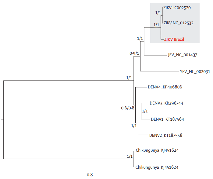 Figure 4. Maximum Likelihood Phylogeny of Brazilian Zika Virus, Other Flaviviridae Genomes, and an Alphavirus Genome. DENV = dengue virus, JEV = Japanese encephalitis virus. YFV = yellow fever virus. ZIKA = Zika virus. (Calvet et al. Detection and sequencing of Zika virus from amniotic fluid of fetuses with microcephaly in Brazil: a case study. 2016) 